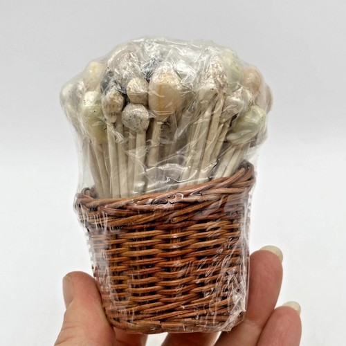 Seashell decorative toothpicks - seashell,